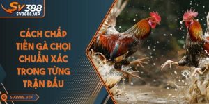 Cách chấp tiền gà chọi