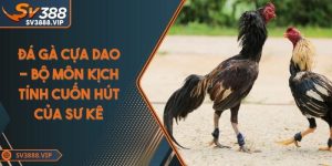 Đá gà cựa dao