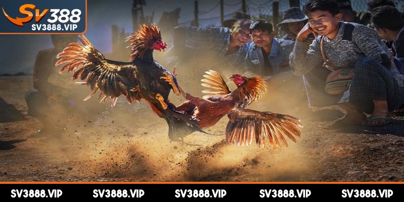 Đá gà SV388 là một trong những sảnh cược đưa tên tuổi nhà cái lên tầm cao mới